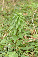 Lilium chalcedonicum