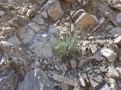 Allium mirzajevii