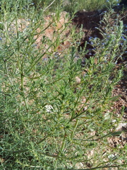 Salsola collina