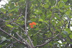 Cordia dodecandra