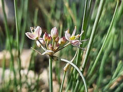 Allium mirzajevii