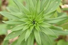 Lilium chalcedonicum