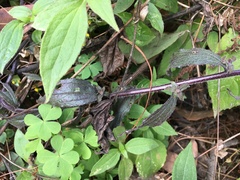 Castilleja arvensis arvensis