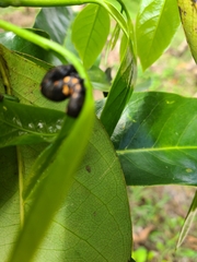 Gonodonta