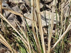 Stipa caucasica