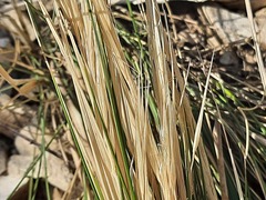 Stipa caucasica