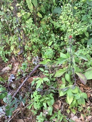 Castilleja arvensis arvensis