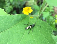 Tanyochraethes clathratus