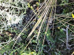 Stipa caucasica