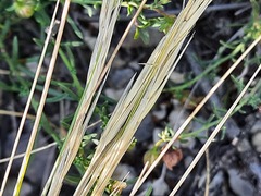 Stipa caucasica