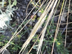 Stipa caucasica
