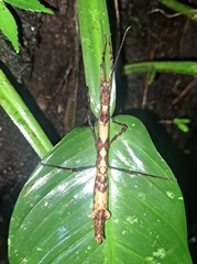 Hypocyrtus ornatissimus
