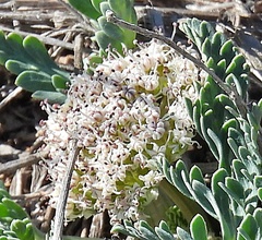 Vesper macrorhizus
