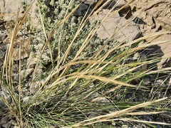 Stipa caucasica
