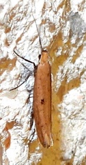 Ypsolopha ochrella