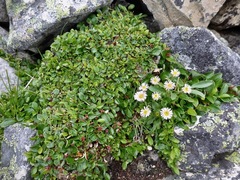 Erigeron nivalis
