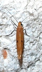 Ypsolopha ochrella