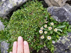 Erigeron nivalis