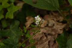 Cardamine graeca