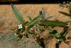 Oldenlandia corymbosa