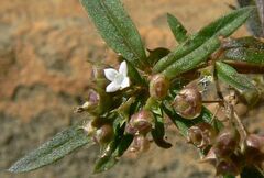 Oldenlandia corymbosa
