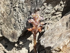 Orobanche cernua