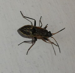 Rhyparochromus