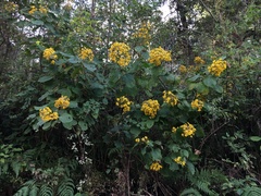 Rumfordia floribunda