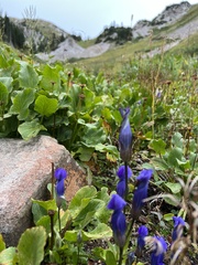 Gentianopsis thermalis