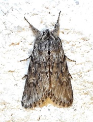 Supralathosea baboquivariensis