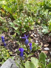 Gentianopsis thermalis