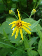 Arnica lanceolata