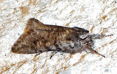 Supralathosea baboquivariensis