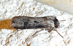 Agrotis malefida