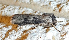 Agrotis malefida
