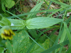 Arnica lanceolata