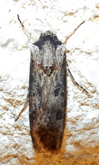 Agrotis malefida