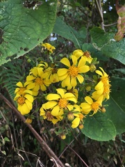 Rumfordia floribunda