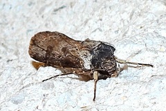 Agrotis malefida