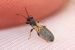 Ischnodemus sabuleti