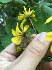 Rumfordia floribunda