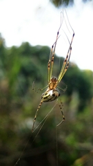 Leucauge blanda