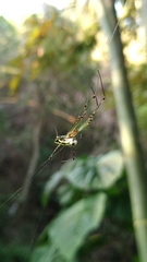 Leucauge blanda