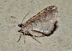 Orthonama obstipata