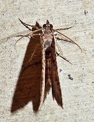Orthonama obstipata