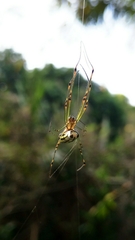 Leucauge blanda
