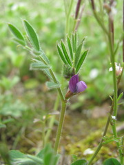 Vicia lathyroides