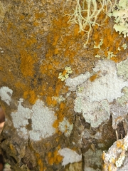 Trentepohlia