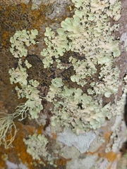 Trentepohlia