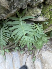 Polypodium cambricum
